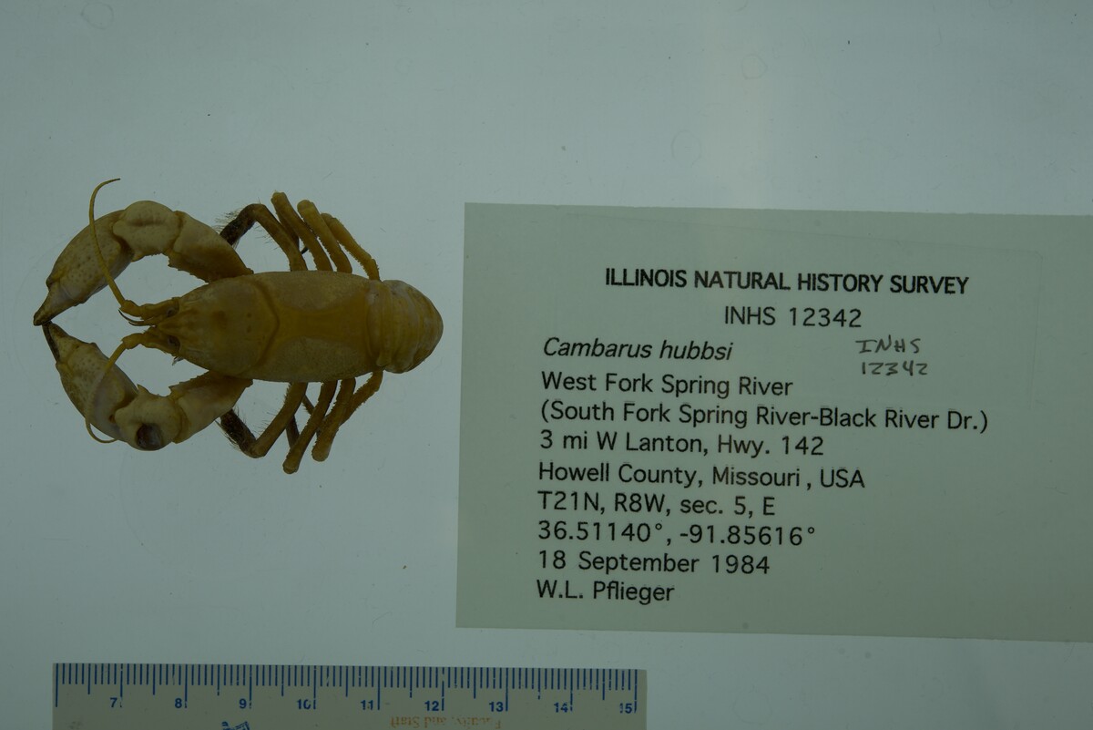 Cambarus hubbsi image